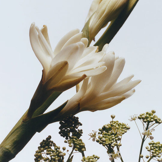 Jo Malone Tuberose Angelica